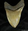 Beastly Megalodon Tooth #947-2